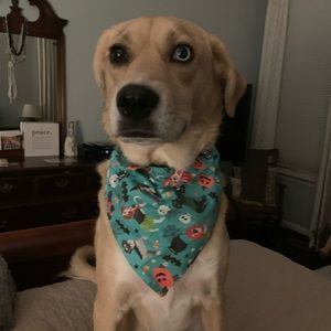 Meet your Posher, Janet